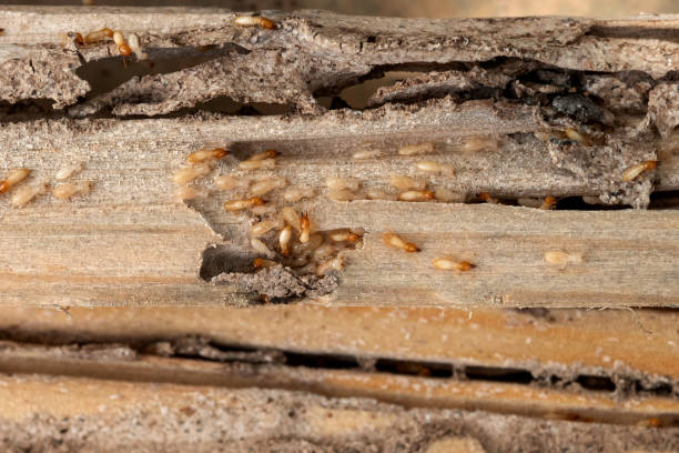 Best Emergency Pest Control  in Oakwood, PA